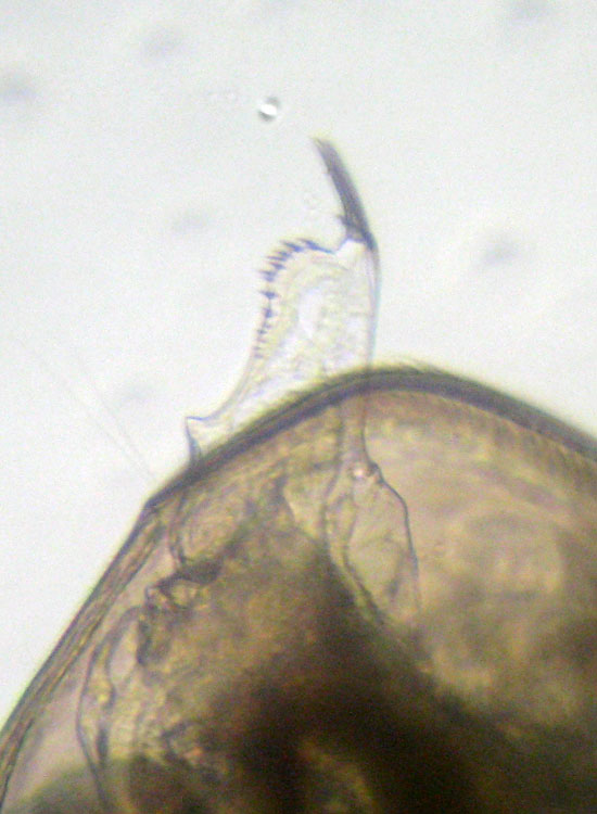 CHYDORUS-SPHAERICUS?